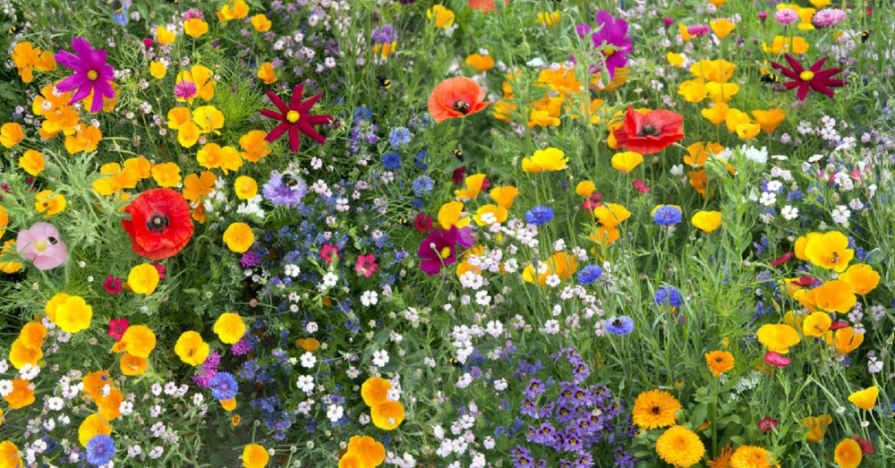 Plantation de fleurs mellifères