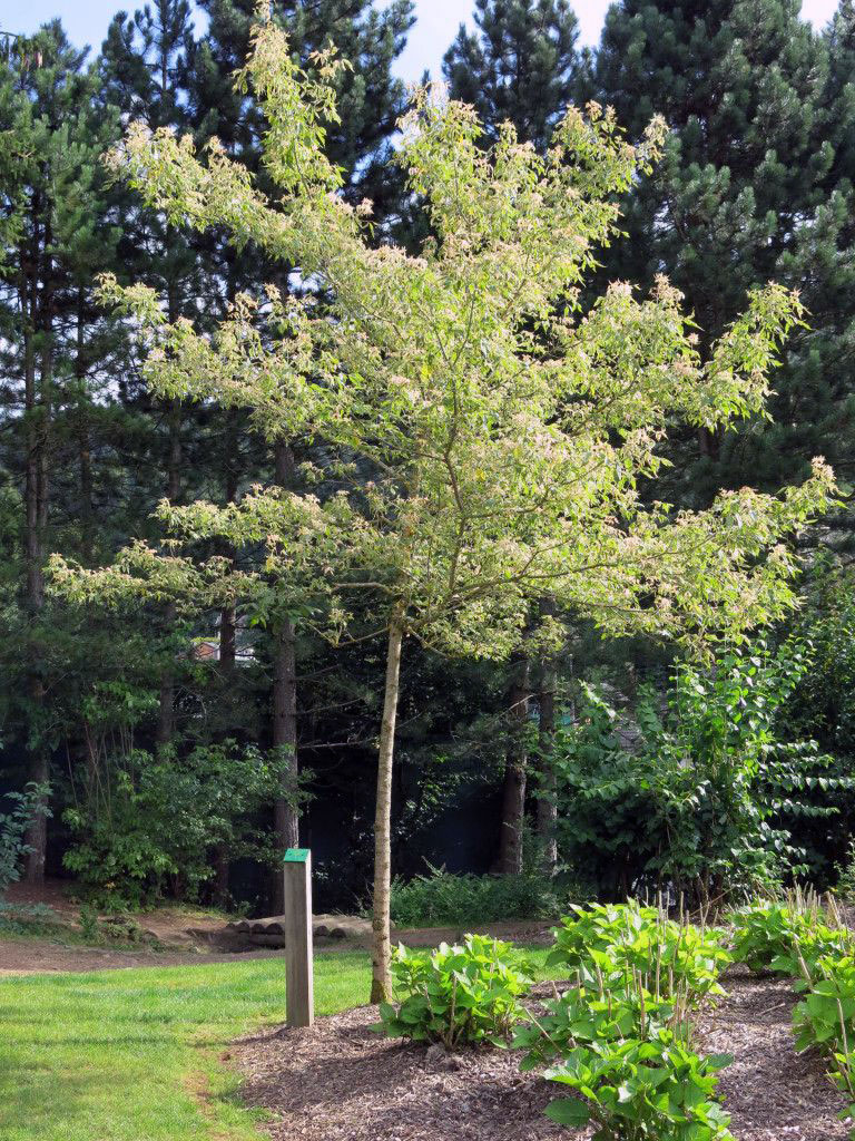 Jeune érable Acer Negundo dans un parc