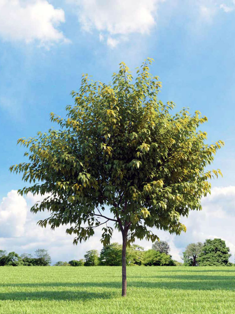 Jeune érable Acer Negundo en croissance dans un parc