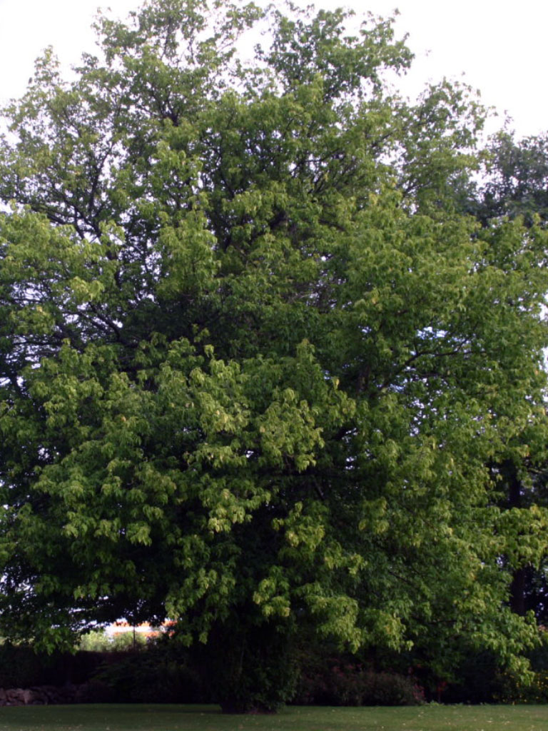 Érable Acer Negundo adulte dans un parc