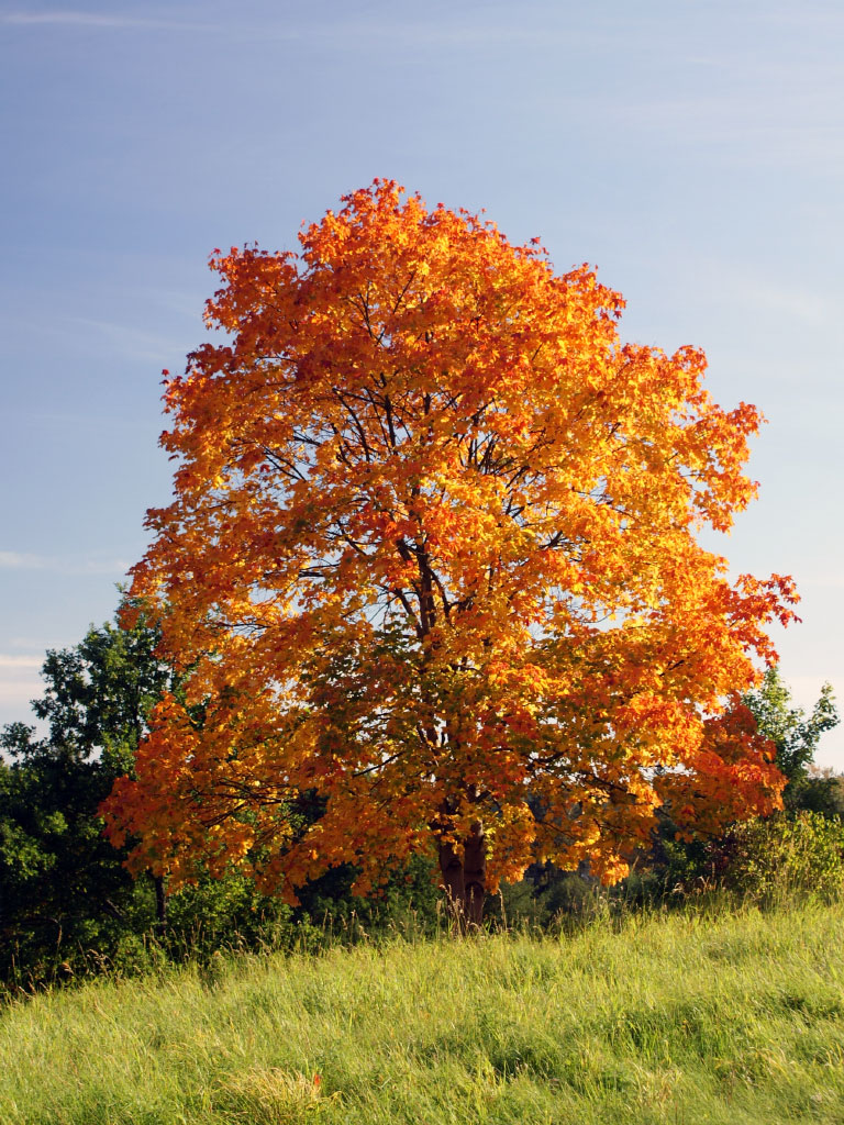 Érable Acer platanoide 'Deborah' en automne