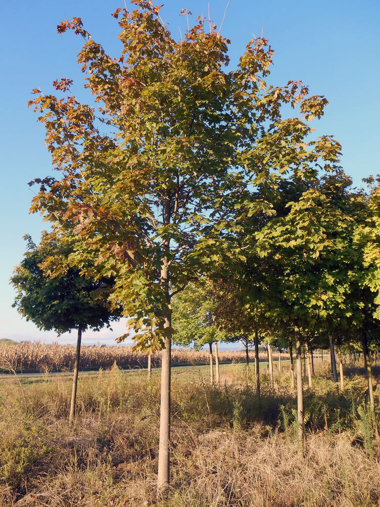 Érables Acer platanoide 'Deborah' à la fin de l'été