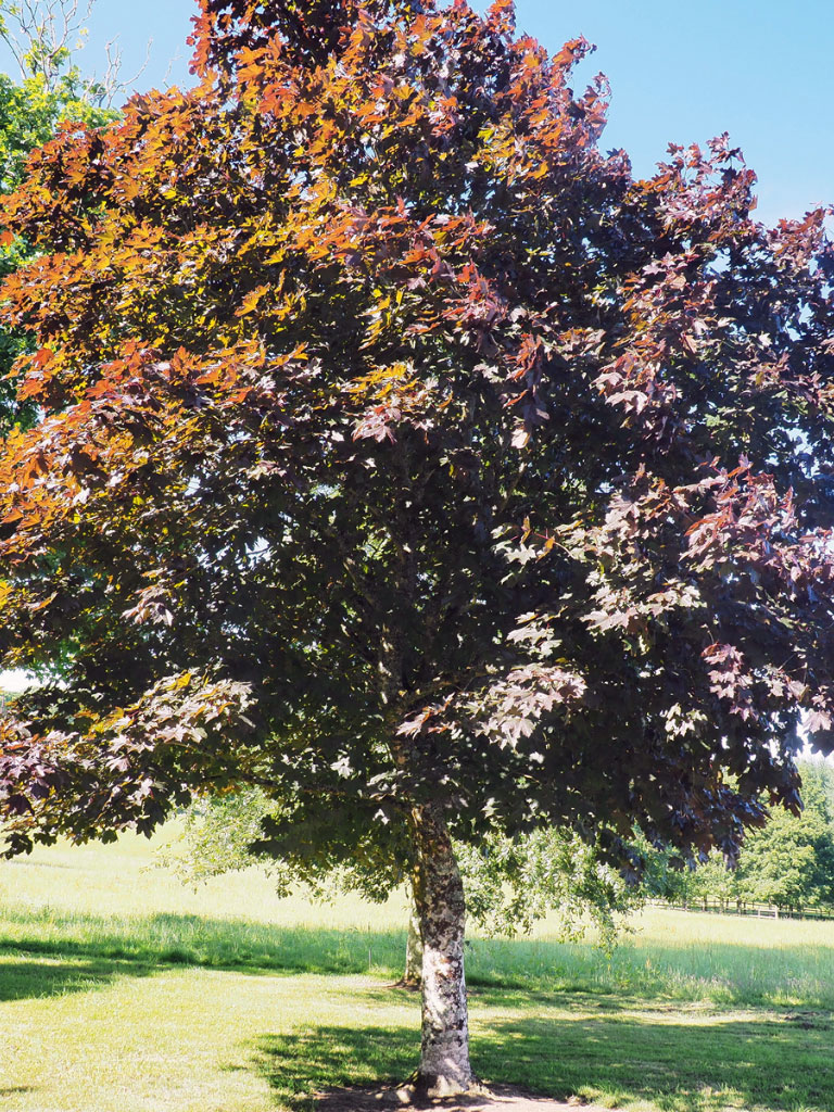 Érable Acer platanoide 'Deborah' à la fin de l'été