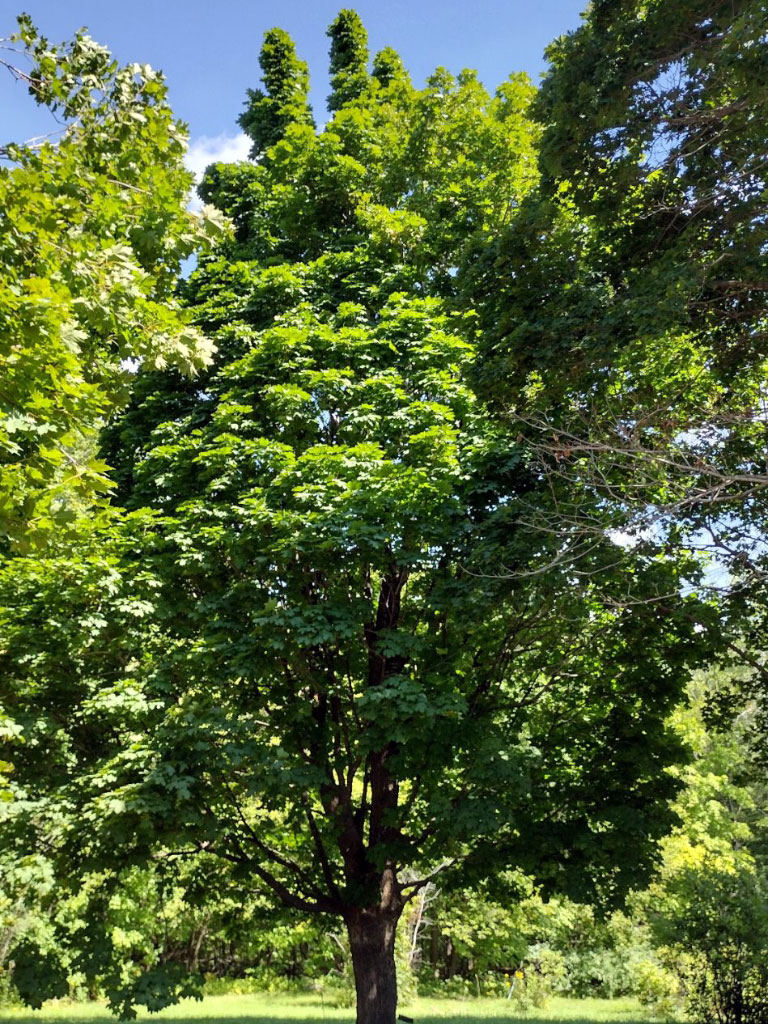 Érable Acer platanoide adulte