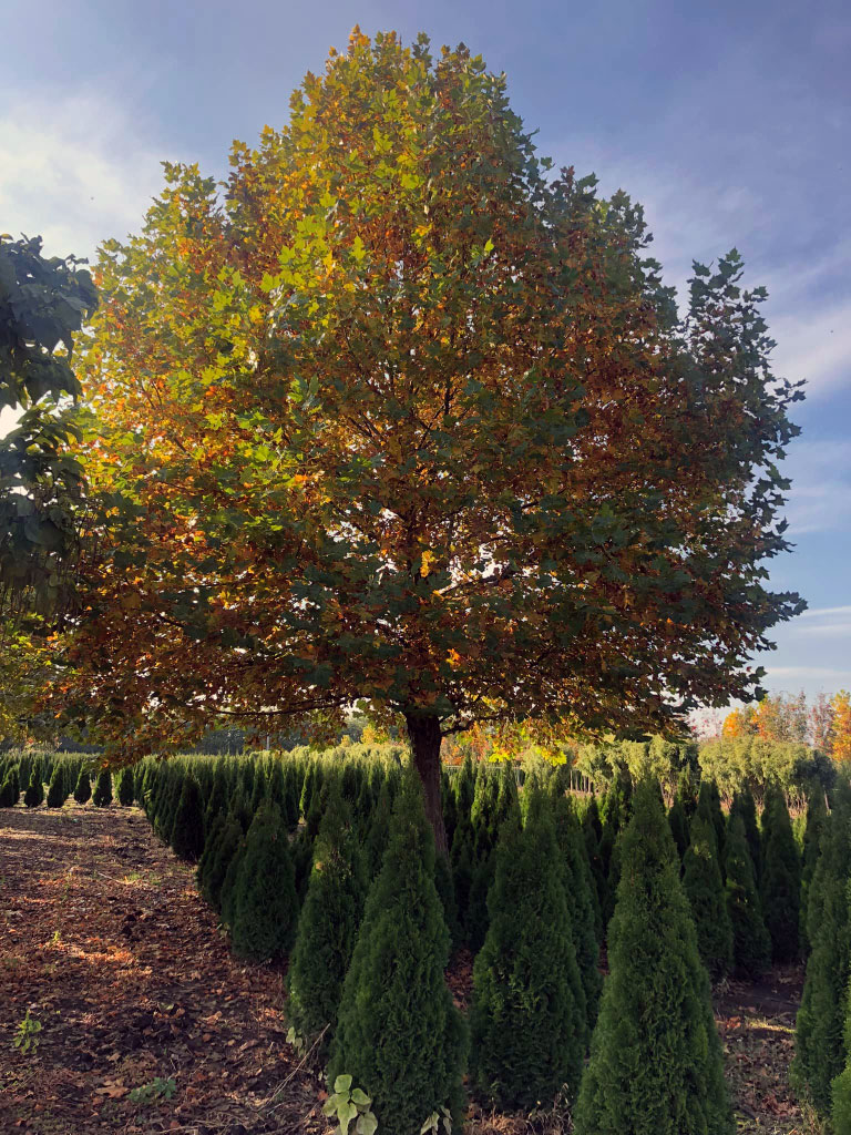 Érable Acer platanoide au début de l'automne