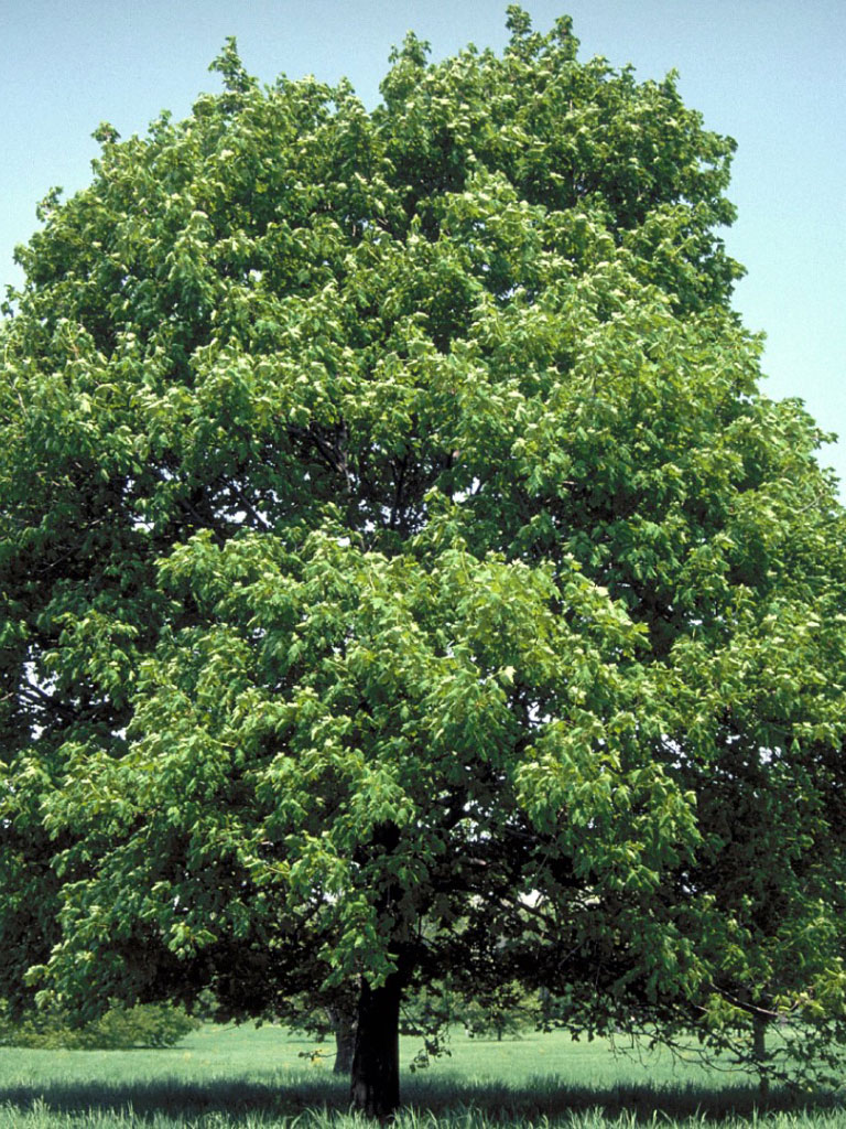 Érable Acer platanoide adulte au printemps