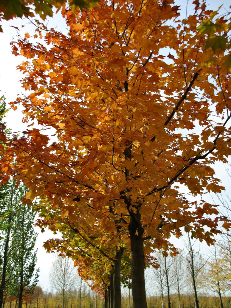 Érables Acer platanoide en automne