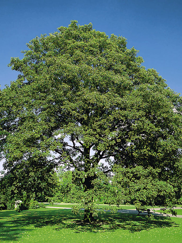 Érable Acer pseudoplatanus adulte