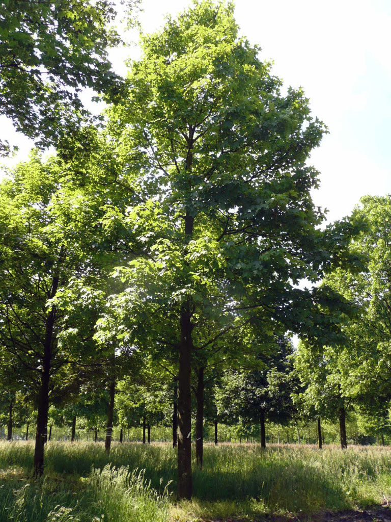 Érable Acer pseudoplatanus en été
