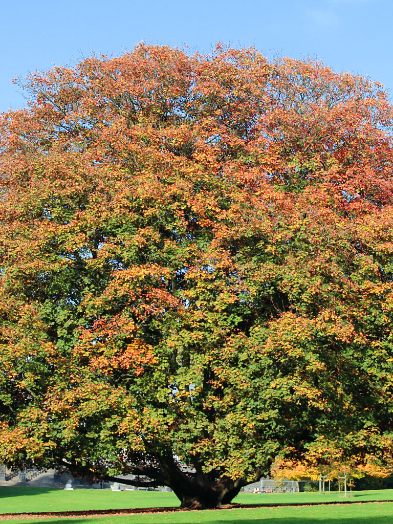 Érable Acer pseudoplatanus adulte au début de l'automne