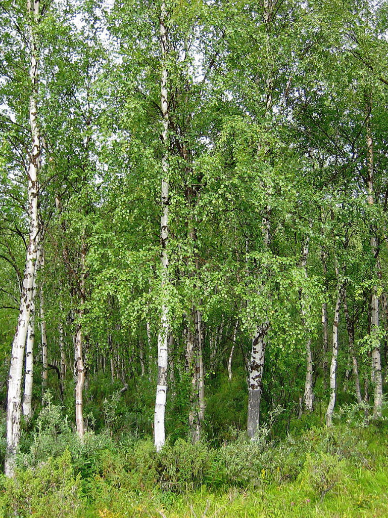 Bouleaux Betula Verrucosa / Pendula en forêt