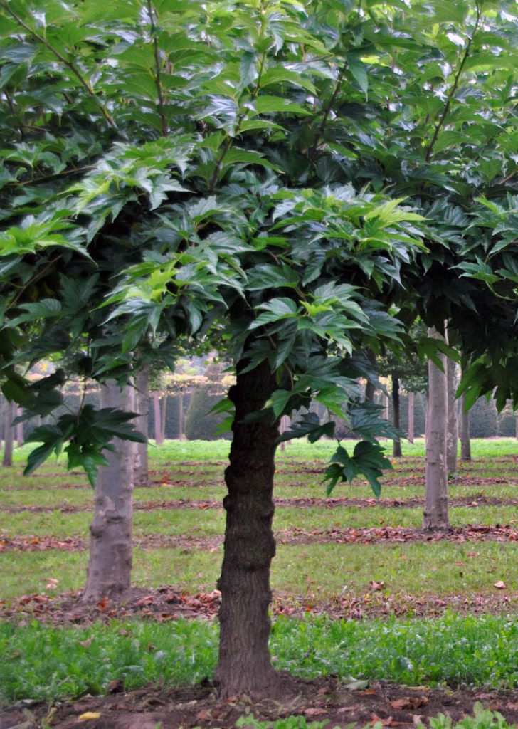 Mûrier-Platanes Morus alba kagayamae fruitless de taille adulte