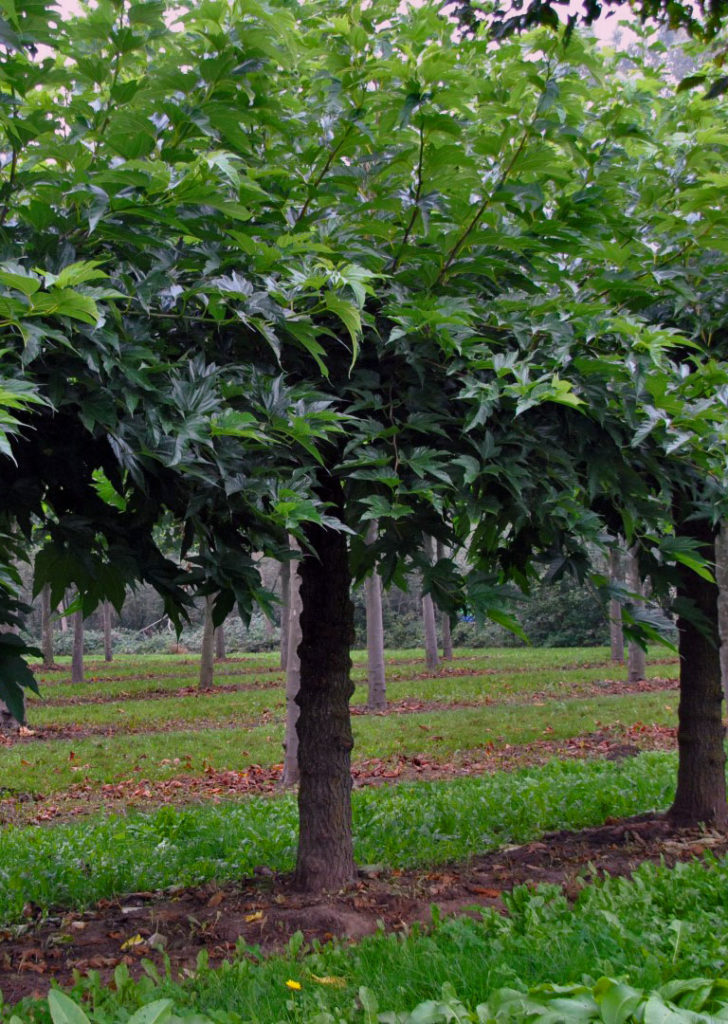 Mûrier-Platanes Morus alba kagayamae fruitless de taille adulte