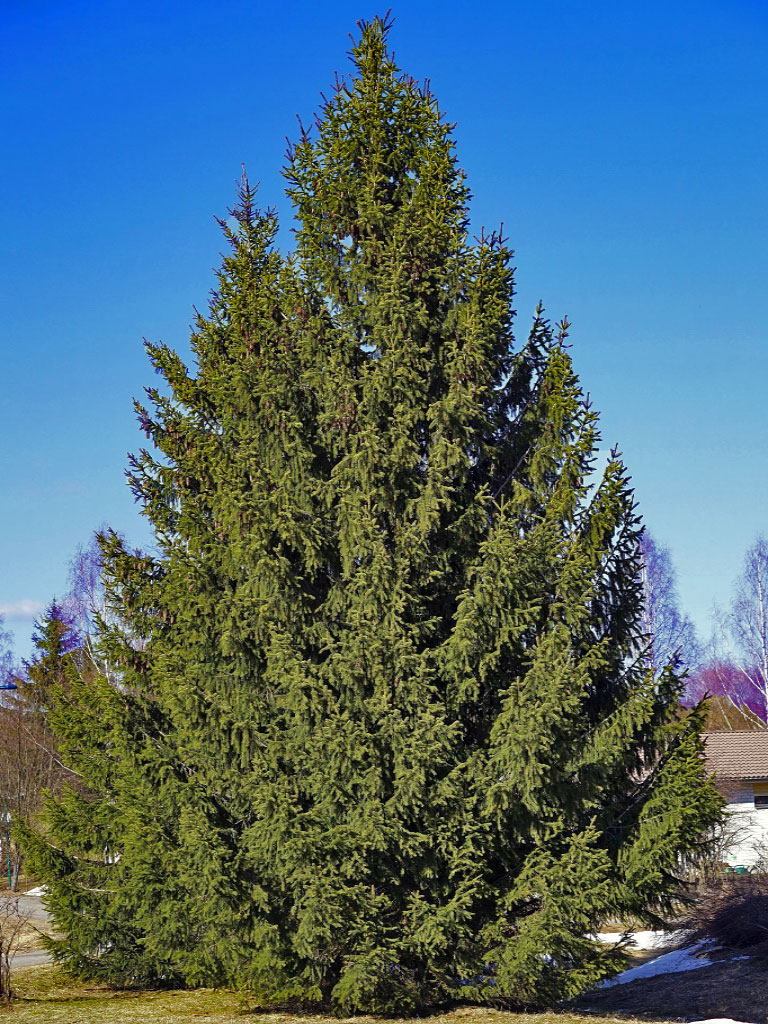 Épicéa commun Picea abies adulte en hiver
