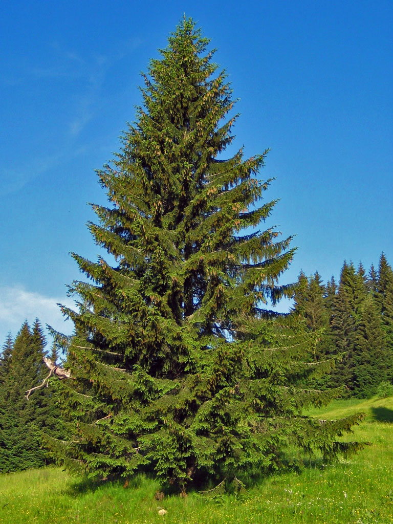 Épicéa commun Picea abies au printemps