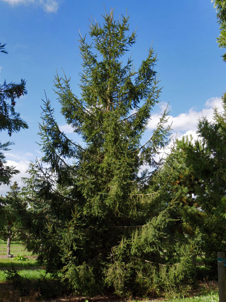 Épicéa commun Picea abies au printemps